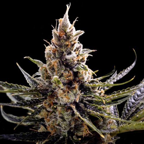 24K Gold Female Cannabis Seeds by DNA Genetics
