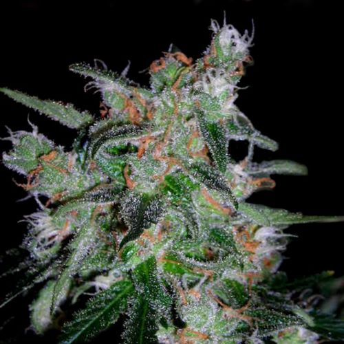 60 Day Lemon - Auto flowering Female Cannabis Seeds by DNA Genetics 