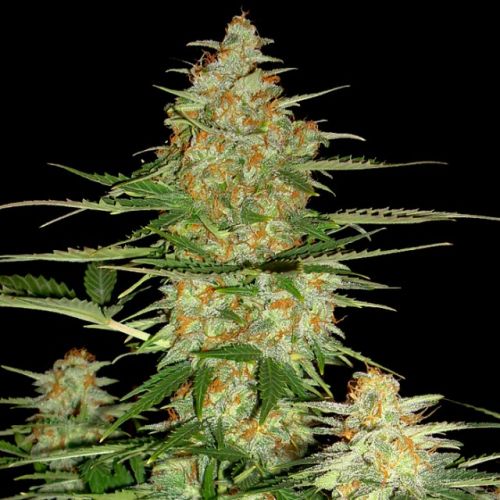 60 Day Wonder - Auto Flowering Cannabis Seeds by DNA Genetics