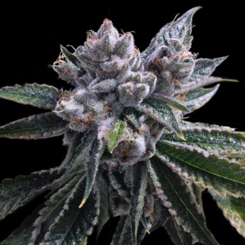 El Fuego Auto Flowering Cannabis Seeds by DNA Genetics