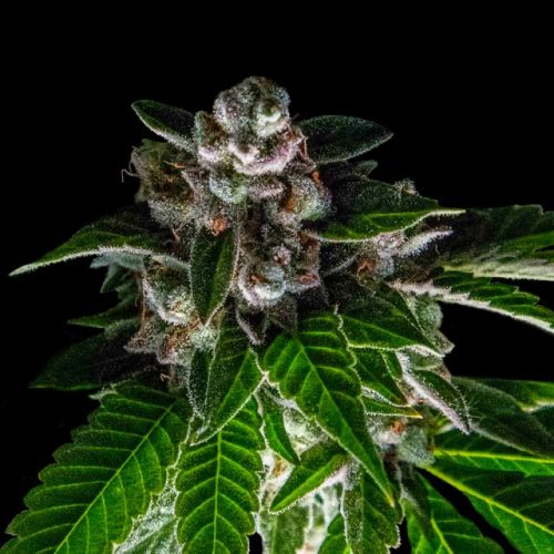 Bakers Delight (Sorbet Collection) Female Cannabis Seeds by DNA Genetics