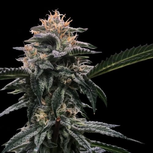 Banana Sorbet (Sorbet Collection) Female Cannabis Seeds by DNA Genetics