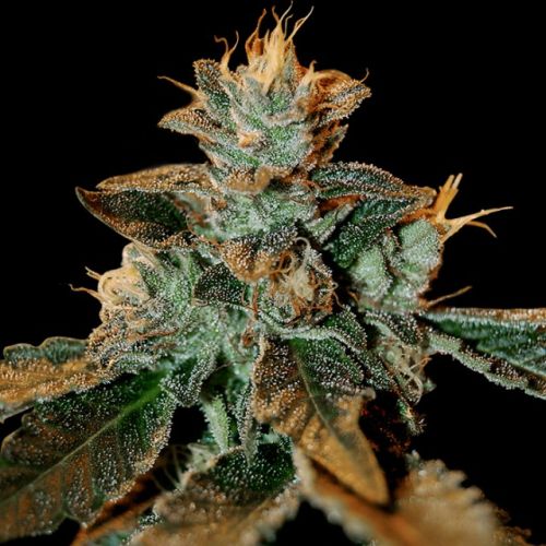 Cataract Kush Female Cannabis Seeds by DNA Genetics