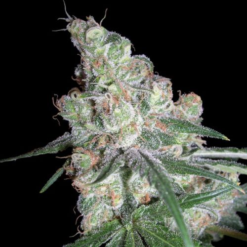 Chocolope Female Cannabis Seeds by DNA Genetics