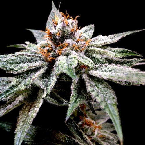 DJ's Gold Female Cannabis Seeds by DNA Genetics