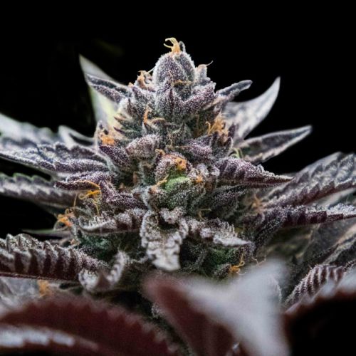 Double Stuffed Sorbet (Sorbet Collection) Female Cannabis Seeds by DNA Genetics 