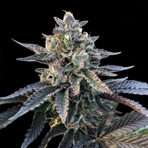 Gelato Sorbet (Sorbet Collection) Female Cannabis Seeds by DNA Genetics 