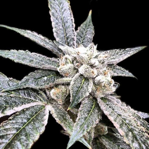 Golden Berry Female Cannabis Seeds by DNA Genetics