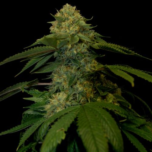 Holy Grail Kush Female Cannabis Seeds by DNA Genetics