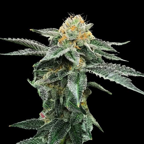 Kosher Cookies Cannabis Seeds By DNA Genetics