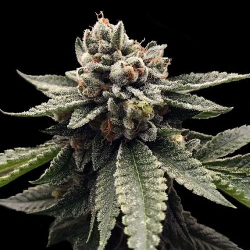 Kosher Dawg Female Cannabis Seeds by DNA Genetics 