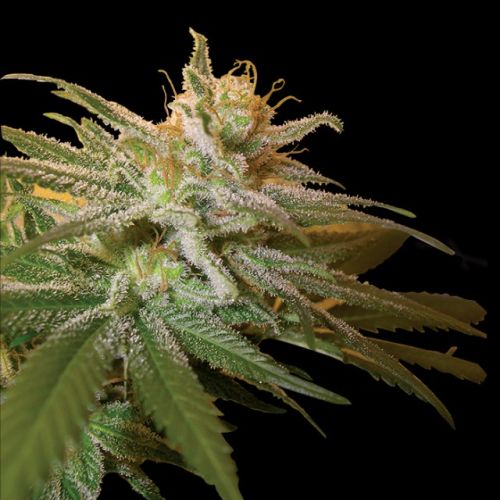 Kushberry Female Cannabis Seeds by DNA Genetics
