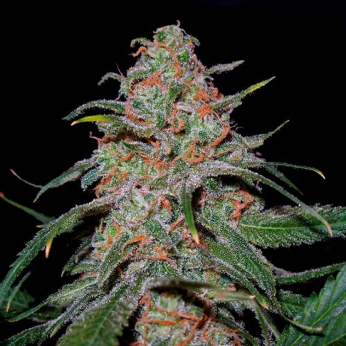 Lemon Skunk Female Cannabis Seeds by DNA Genetics