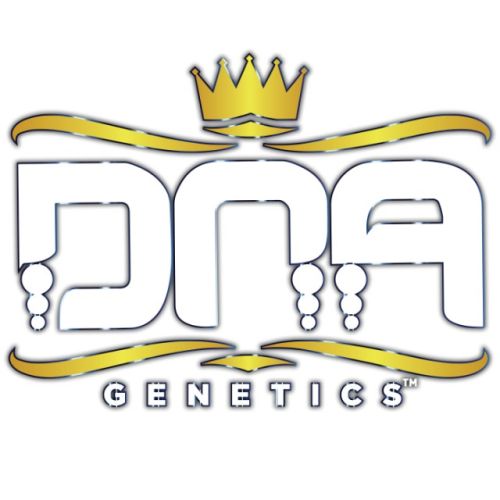 Stacked OG Kush Female Cannabis Seeds by DNA Genetics