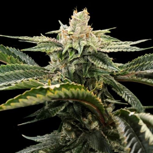 Miss DNA Female Cannabis Seeds by DNA Genetics