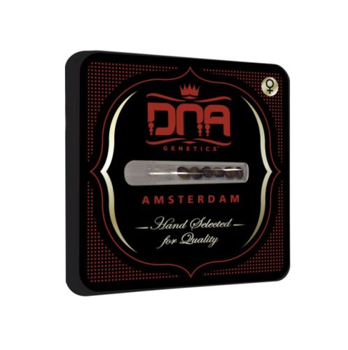 Golden Berry Female Cannabis Seeds by DNA Genetics
