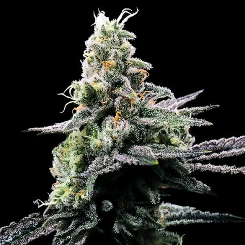 Purple Kosher Female Weed Seeds by DNA Genetics 