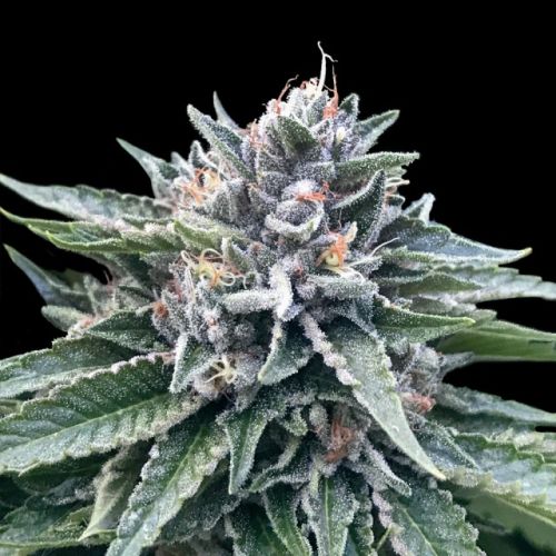 Sorbet #4 (Sorbet Collection) Female Cannabis Seeds by DNA Genetics