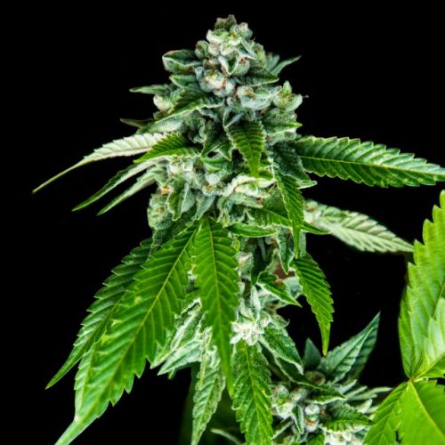 Sorbet Dreams (Sorbet Collection) Female Cannabis Seeds by DNA Genetics
