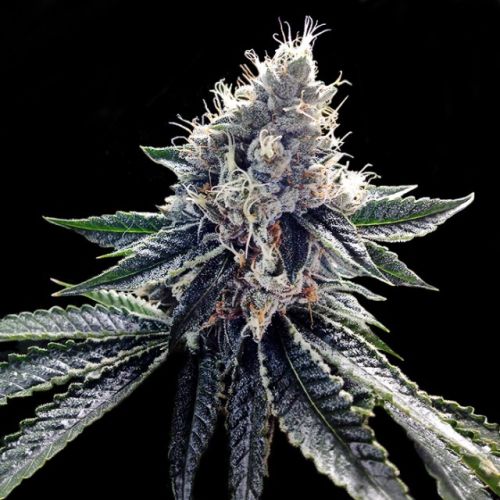 Sour Kosher Female Cannabis Seeds by DNA Genetics