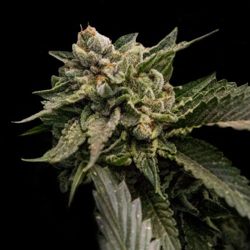 Strawberry Sorbet (Sorbet Collection) Female Cannabis Seeds by DNA Genetics