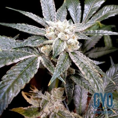 El Fuego Female Cannabis Seeds by DNA Genetics