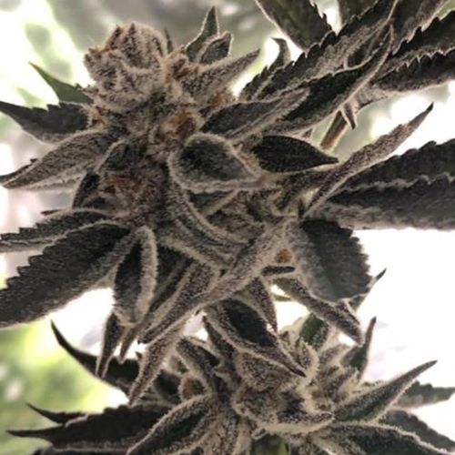 Do-Si-Dos Z Female Cannabis Seeds by The Plug Seedbank 