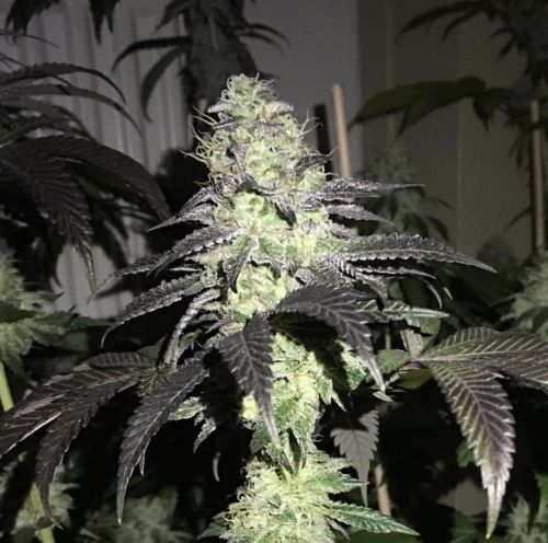 Do Z Dos Female Cannabis Seeds by PhenoFinder Seeds 