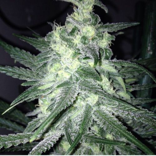 Moonshine's Ghost Train Female Cannabis Seeds by Rare Dankness