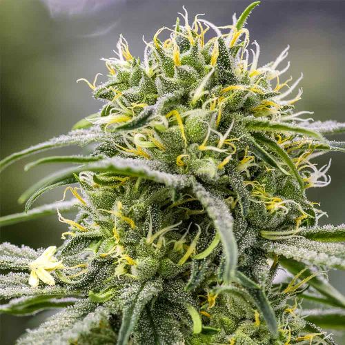 Durban-Thai x C99 Female Cannabis Seeds by Brothers Grimm Seeds 