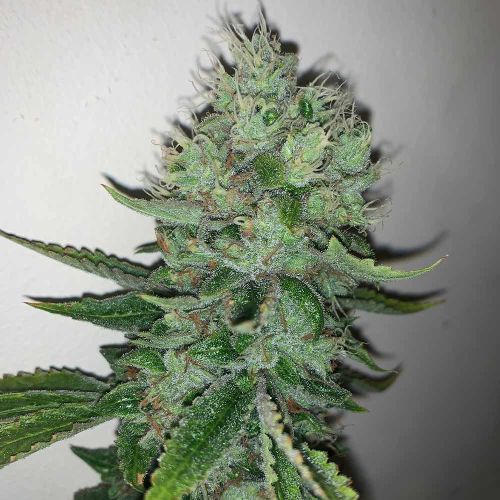 East Coast Sour Peach Regular Weed Seeds by Spitfire Genetics 