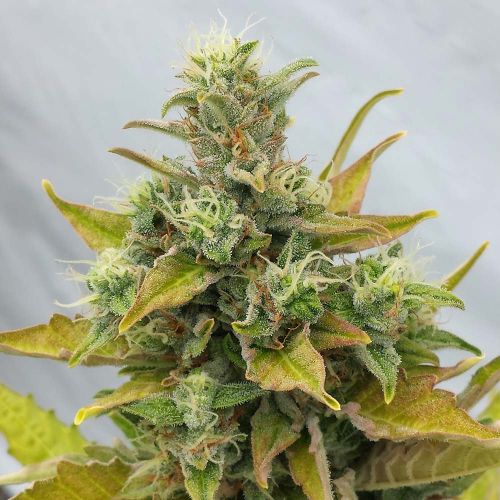 Easy Rider Female Cannabis Seeds