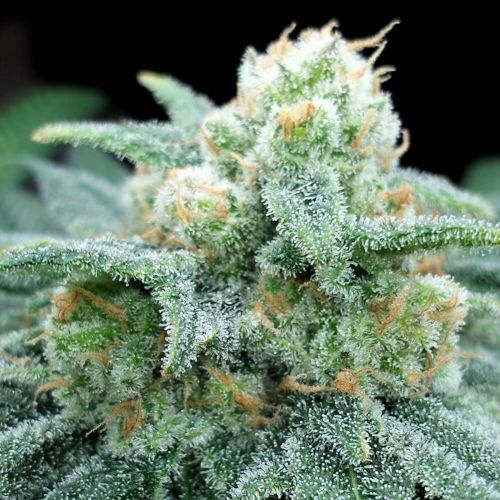 Electric Koolaid Female Cannabis Seeds by Grateful Seeds