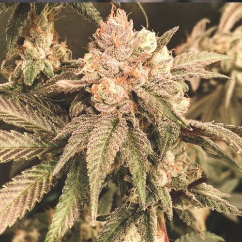 Elevee Regular Cannabis Seeds by Masonrie