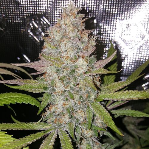 Exodus Valley Regular Cannabis Seeds by True Canna Genetics 