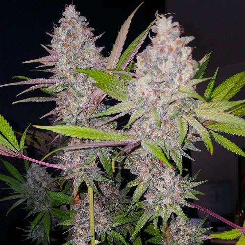 Exodus Valley Regular Cannabis Seeds by True Canna Genetics 