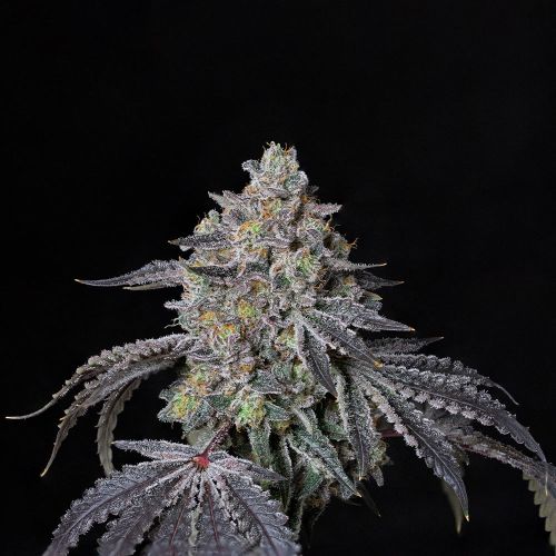 Facade Feminized Cannabis Seeds by Compound Genetics