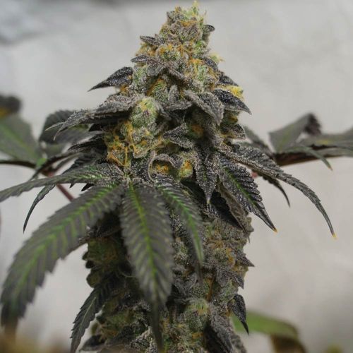French Cookies Female Cannabis Seeds by T.H.Seeds
