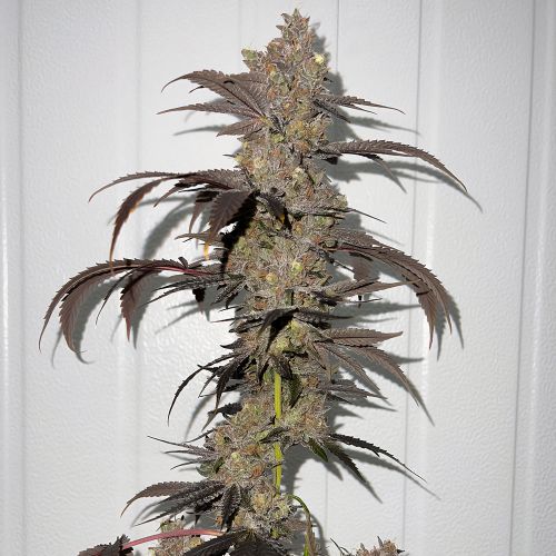 Sour Runtz Regular Cannabis Seeds by Fidel's Seed Co