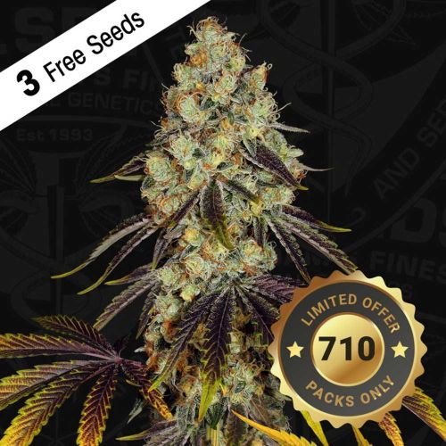 French Cookies Female Cannabis Seeds by T.H.Seeds