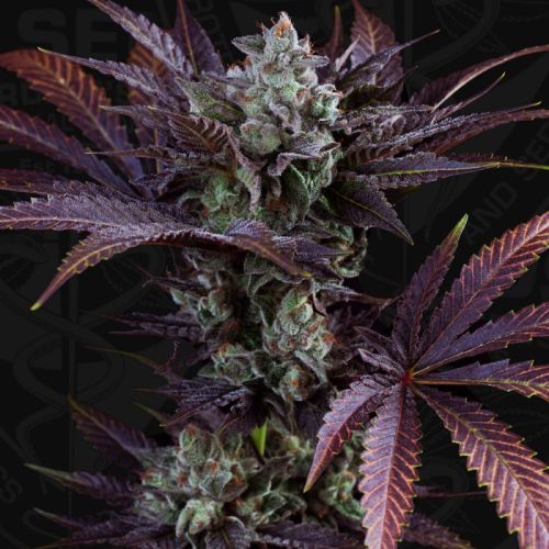 French Macaron - Gelato 33 x French Cookies Female Cannabis Seeds by T.H.Seeds