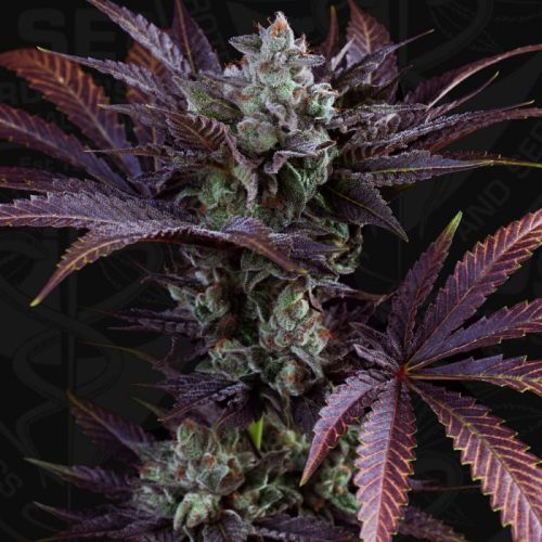 French Macaron - Gelato 33 x French Cookies Female Cannabis Seeds by T.H.Seeds