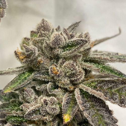 French Kisz Cannabis Seeds by T.H Seeds