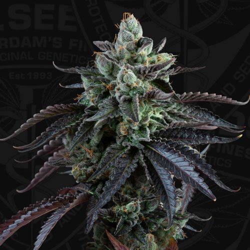 Auto French Macaron Autoflowering Cannabis Seeds by T.H.Seeds