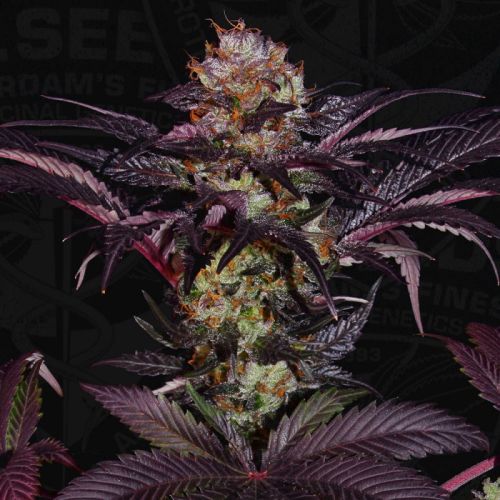 French Macaron - Gelato 33 x French Cookies Female Cannabis Seeds by T.H.Seeds