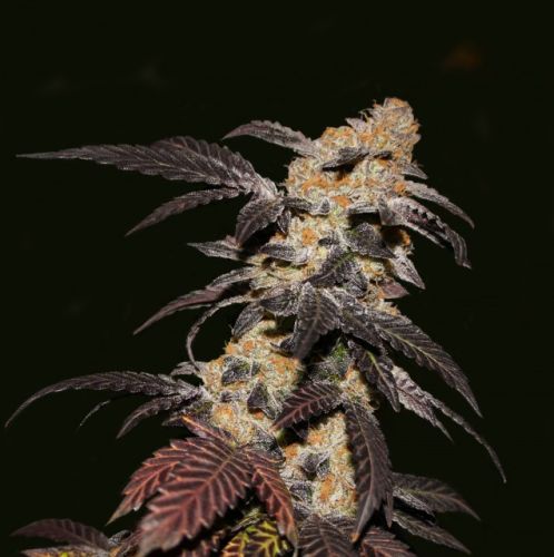 French Cookies Female Cannabis Seeds by T.H.Seeds