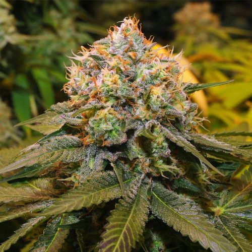 Fresh Cantaloupe Female Cannabis Seeds by Grateful Seeds