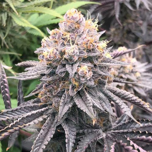 Fritter Delight Feminized Cannabis Seeds by The Plug Seedbank 