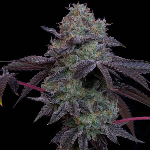 Frootz Female Weed Seeds by Grounded Genetics 