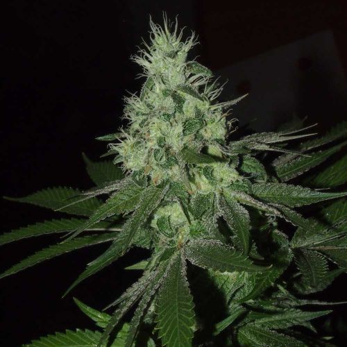 Frosted Madness Weed Seeds Female by Grateful Seeds